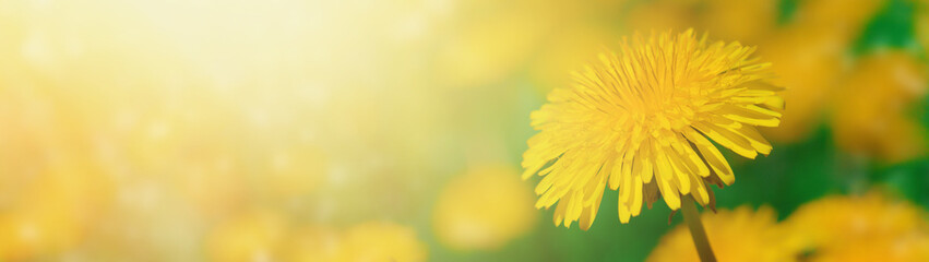 Beautiful yellow dandelion blossom on a meadow in sunlight. Soft focus. Copy space. Web banner. - obrazy, fototapety, plakaty