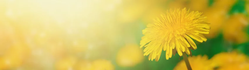 Fotobehang Beautiful yellow dandelion blossom on a meadow in sunlight. Soft focus. Copy space. Web banner. © SerPhoto