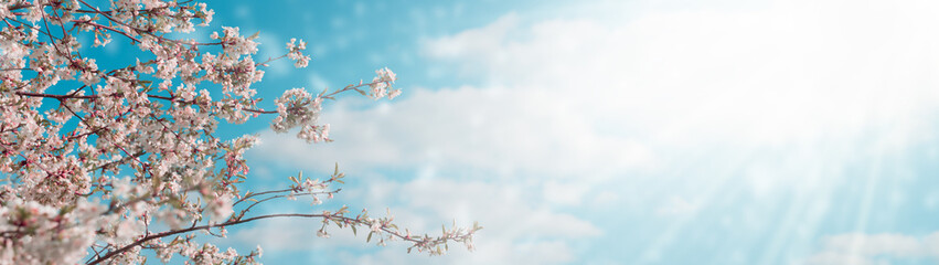 Beautiful blossoming of tree branches in spring against the background of a blue sky with clouds on...