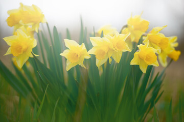 Beautiful spring blooming narcissus outdoors in the springtime garden.