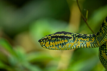 Wagleri's Viper (Tropidolaemus wagleri) in the forest	