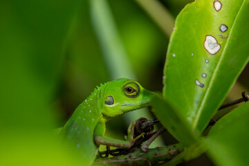 Green-crested Lizard on a branch	