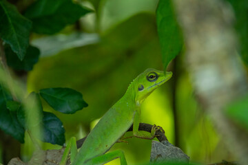 Green-crested Lizard on a branch	