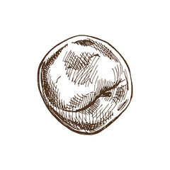 Hand-drawn apple vintage sketch. Vector illustration. Engraved fruit drawing. Botanical design template. Sweet food.