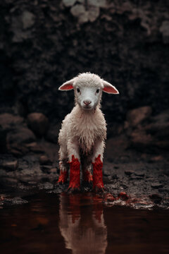 The blood of the lamb - Redemption's Embrace - The Lamb and the Blood - Passover Peace - A Symbolic Lamb's Sacrifice