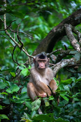 Southern pigtailed macaque sitting on a tree branch, Aceh, Indonesia