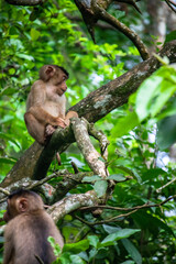 Naklejka na ściany i meble Southern pigtailed macaque sitting on a tree branch, Aceh, Indonesia
