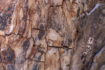 Dried distressed tree trunk, abstract wood texture, soft focus close up