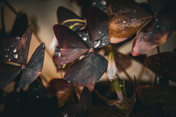 Dewdrop on the flower