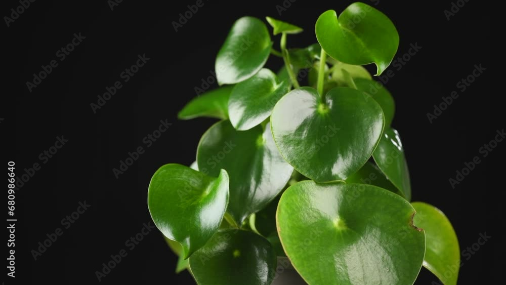 Poster Pilea Peperomioides house plant growing in a pot, isolated on black background. Houseplant close up. Rotating 