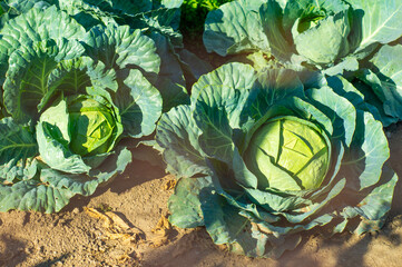 Cabbage harvest on a farm