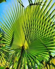 palm leaf background