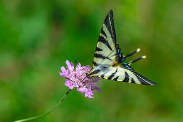 Macro shots, Beautiful nature scene. Closeup beautiful butterfly sitting on the flower in a summer garden.