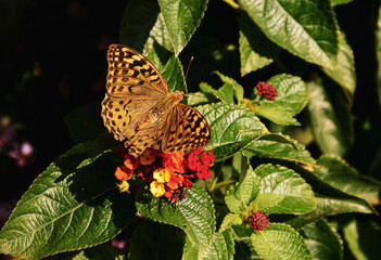 Close-up of a butterfly perched on a flower