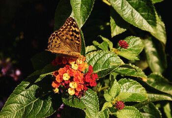 Close-up of a butterfly perched on a flower