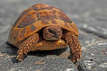 Close-up of a turtle in the grass