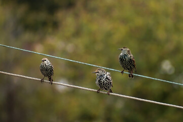 Blackbirds perched on an electric pole
