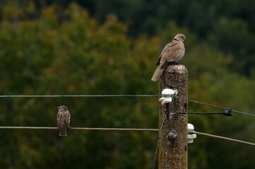 A gray pigeon and a blackbird perched on an electric pole