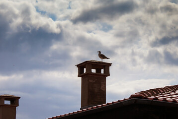 A seagull perched on the chimney of an old house