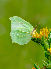 Macro shots, Beautiful nature scene. Closeup beautiful butterfly sitting on the flower in a summer garden.