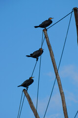 Three cormorants perched on a rope