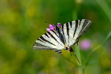 Outdoor-Kissen Macro shots, Beautiful nature scene. Closeup beautiful butterfly sitting on the flower in a summer garden. © blackdiamond67