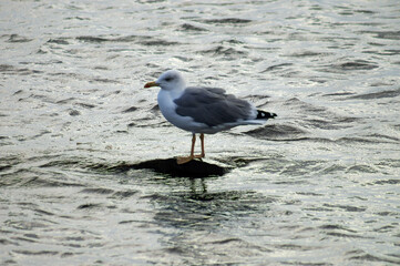 A seagull standing on a rock in the sea