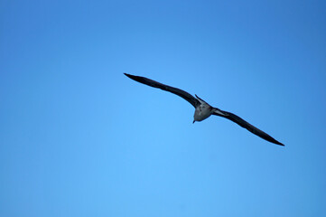 Seagull flying in the sky