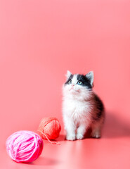 kitten with multi-colored balls of woolen threads on a pink background