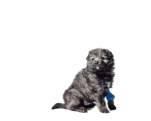 veterinary medicine puppy mongrel with intravenous catheter on the front paw on white background