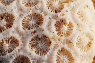 Macro shot of dry shell texture, pattern
