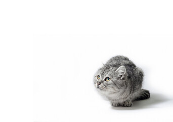 gray tabby cat lurking on a white background