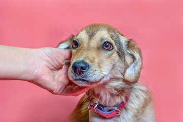 female hand scratches overbred puppy ear