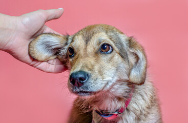 female hand scratches overbred puppy ear