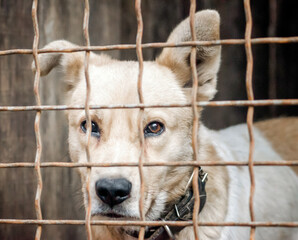 purebred puppy behind bars in a shelter