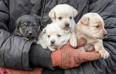 bunch of little puppies in human hands