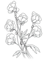 Sweet Pea flower Coloring book page
