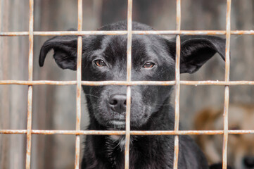 mongrel dog with sad eyes in an iron cage