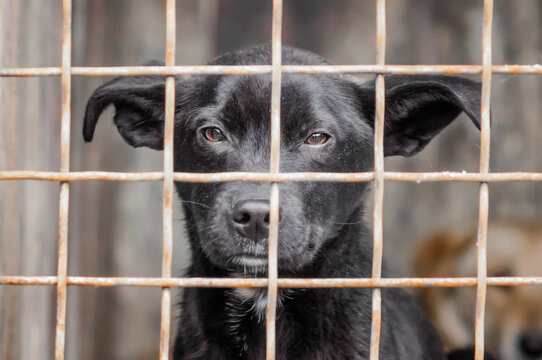 mongrel dog with sad eyes in an iron cage