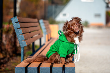 mongrel dark-red dog in a toad costume sitting on a bench in the park in autumn on a sunny day