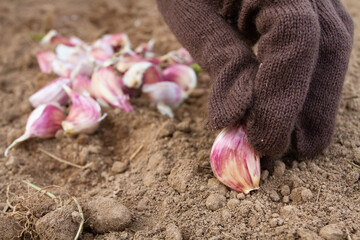 autumn planting of garlic