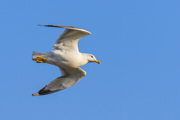 A yellow legged gull flying on a sunny day in spring