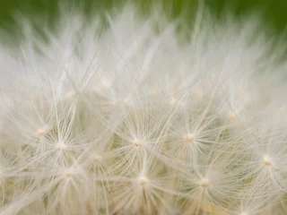 Gordijnen Closeup of a common Dandelion ready to blow © Stefan