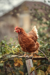 Photo of a village chicken in the autumn garden.