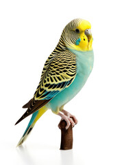 Budgerigar Studio Shot Isolated on Clear White Background, Generative AI