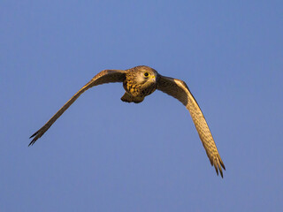 A Common Kestrel in flight on a sunny day in summer