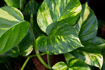 Close up view of wild plant called Epipremnum aureum background. It is a beautiful wallpaper in nature.