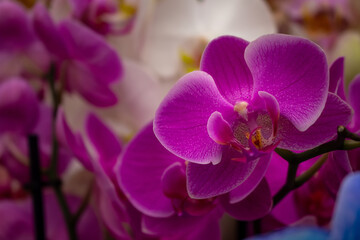 Close up view of Orchid flower (Orchidaceae) background. Beautiful flower wallpaper in pink colors