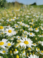 Fototapeta premium white flowers in the spring