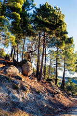 Pinos en La Angostura